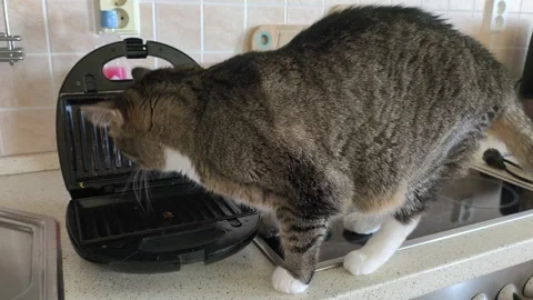 Tabby cat licking cheese leftovers from a toaster 库存影片 341465462