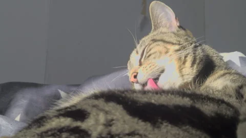 Tabby Cat Licking Fur on Star Pattern Blanket in Bright Indoor Sunlight Stock Footage 328668590