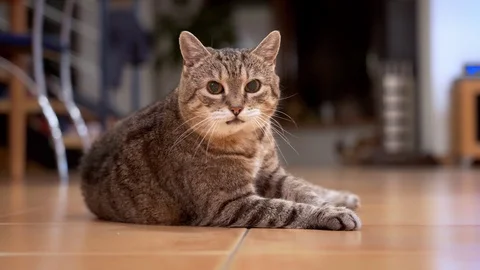 Tabby cat licking itself on the floor Stock Footage 108280410