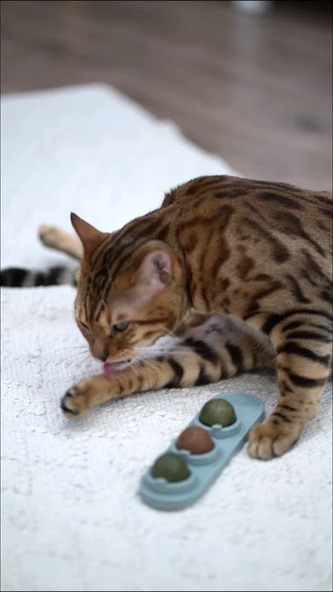 Tabby cat lies on a soft white rug and meticulously licks its paw Stock-Footage 342192386