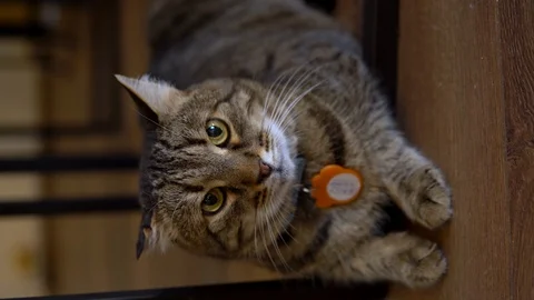 Tabby cat lies under the table. The cat lies and looks at the camera close-up Stock Footage 126248947