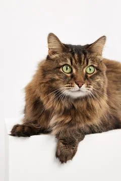 Tabby cat looking ahead Stock Photos