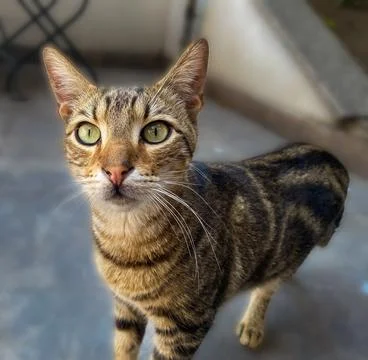 The tabby cat is looking around Stock Photos