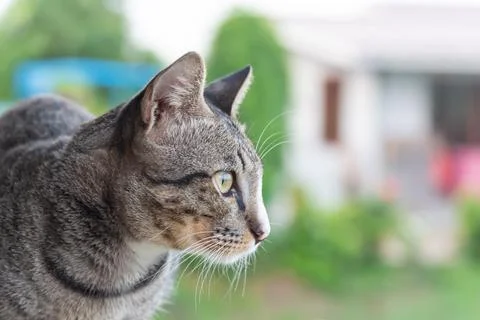 Tabby Cat Looking Away Stock Photos