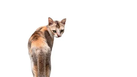 Tabby Cat Looking Back Over Shoulder with Alert Green Eyes Isolated on White Foto stock