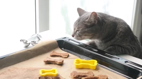 Tabby cat looking at the baking tray full of with bone shaped cookie Stock Footage 341196939