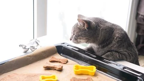 Tabby cat looking at the baking tray full of with bone shaped cookie Stock Photos