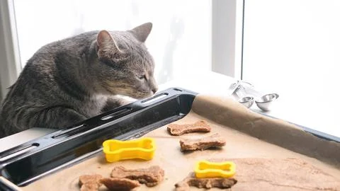 Tabby cat looking at the baking tray full of with bone shaped cookie Stock Photos