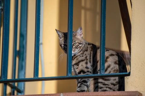 Tabby cat looking from the balcony, sunbathing. Stock Photos
