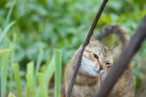 Tabby cat looking at camera behind tree branches outdoors Stock Photos