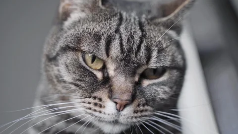 Tabby cat looking at the camera, closing his eyes Stock Footage 122333277