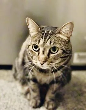 Tabby cat looking at camera confused Stock Photos