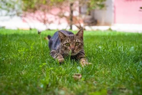A tabby cat looking the camera with curiosity on grass. Stock Photos