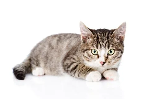 Tabby cat looking at camera. isolated on white background Stock Photos