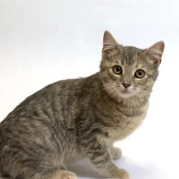 Tabby Cat Looking At Camera. Isolated Kitten with White Background. Foto stock