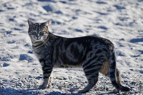 A tabby cat is looking at the camera. Is it a stray? Stock Photos