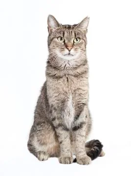 Tabby cat looking at the camera Stock Photos
