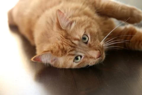 Tabby cat looking at the camera Stock Photos