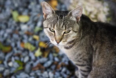 Tabby cat looking at camera Stock-Fotos