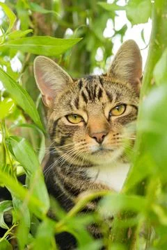Tabby cat looking to camera whilst hiding in a bush. Stock Photos