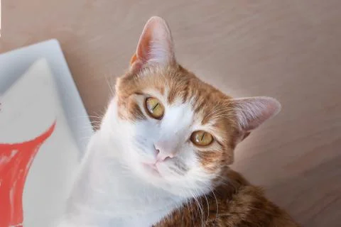 Tabby cat looking directly at camera with cute eyes Stock Photos