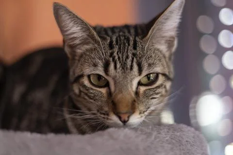 Tabby cat looking directly at camera with green eyes Stock Photos
