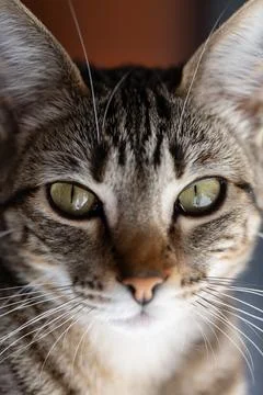 Tabby cat looking directly at camera with green eyes 库存照片