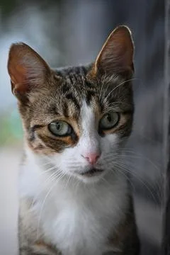 Tabby cat looking forward with green eyes Stock Photos