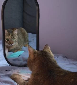 Tabby cat looking at herself in the mirror Stock Photos