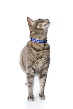 Tabby cat looking up isolated on white. Stock Photos
