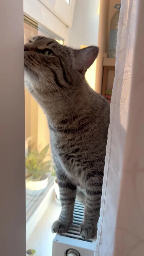 Tabby cat looking out the window in the warm light of the setting sun Stock Footage 314576253