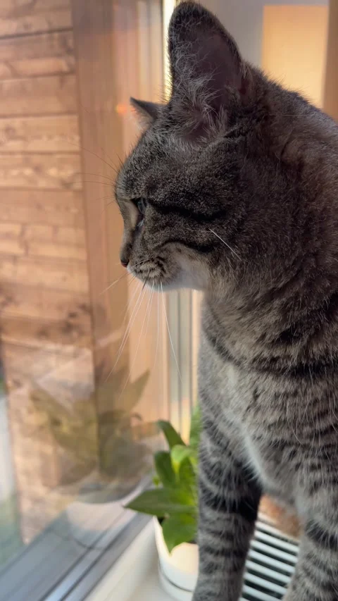 Tabby cat looking out the window in the warm light of the setting sun Stock Footage 314576271