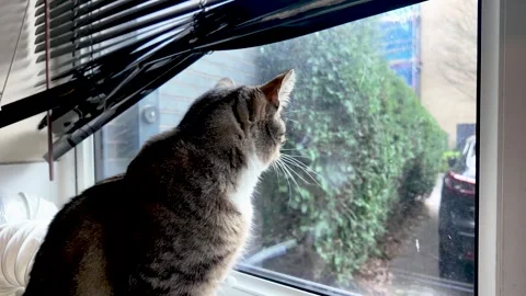 Tabby cat looking pensively out of kitchen window Stock Footage 328164904