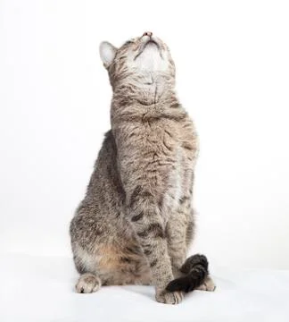 Tabby cat looking up 写真素材