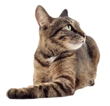 Tabby cat looking up to the right isolated on white background. Stock Photos