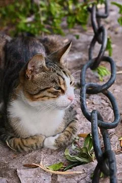 Tabby cat looking sideways with squinted eye near a chain Photos