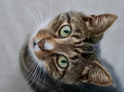 Tabby Cat Looking Straight Up into Camera Lens Stock Photos