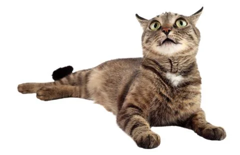 Tabby cat looking up on a white background. 库存照片