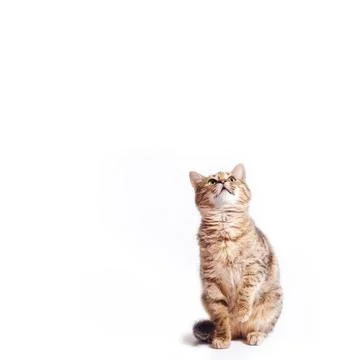 Tabby cat looking up on a white background Stock Photos