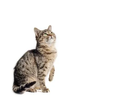 Tabby cat looking up on a white background Stock Photos