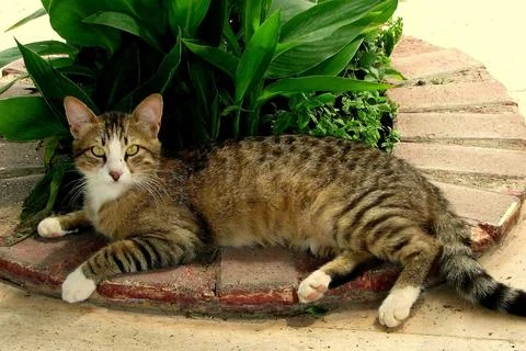 Tabby cat looking at you Stock Photos