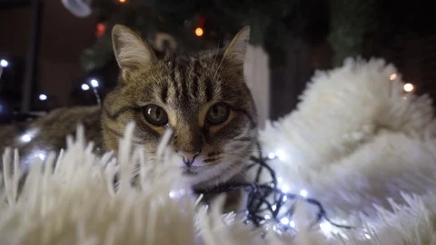 A tabby cat looks at the camera through a bright garland. playful animal on a wh Vídeos de archivo 122287161