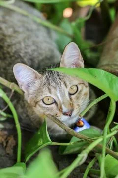The tabby cat is lying and looking at the camera behind the tree. Stock Photos