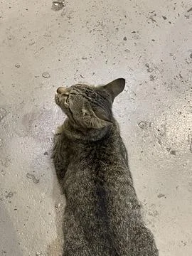 Tabby Cat Lying and Looking to the Side – Top View Stock Photos