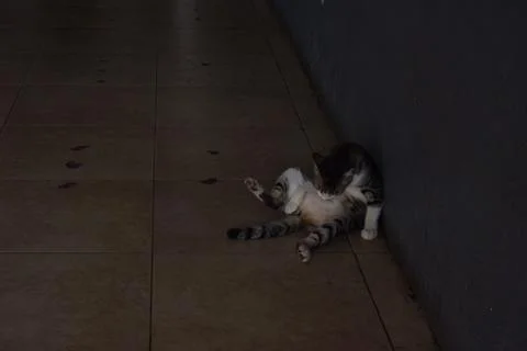 Tabby cat lying on back on tiled floor in Jakarta Stock Photos