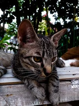 Tabby cat lying on bamboo bench with other cats 写真素材
