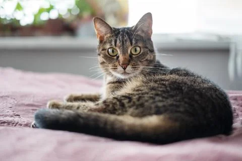 Tabby cat lying on the bed and looking at camera Stock Photos