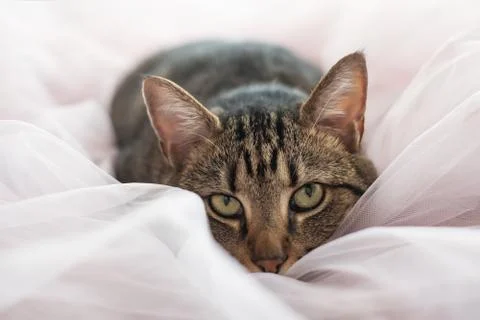 Tabby cat lying on the bed and looking at camera Foto stock