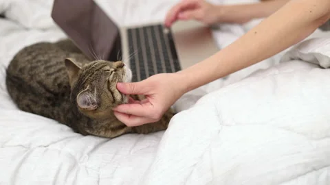 Tabby cat lying on bed with laptop and owner woman girl hands petting animal Video stock 239313413