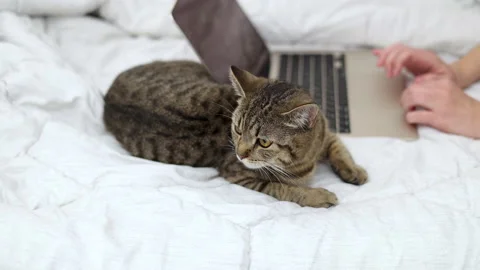 Tabby cat lying on bed with laptop and owner woman girl hands petting animal Video stock 239313468